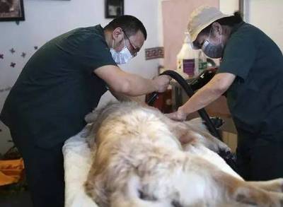 寵物行業新藍海 服務領域迎來爆發式增長