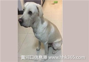 嚴格執行來料檢驗標準，保障寵物托運服務質量與安全