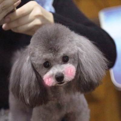 哈爾濱狗狗婚介所 專業灰泰迪DD配種服務